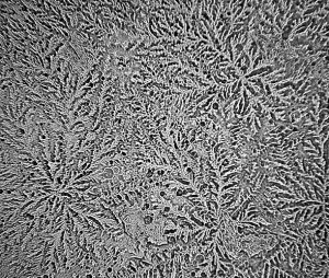 Lágrimas nos olhos de cortar cebolas...